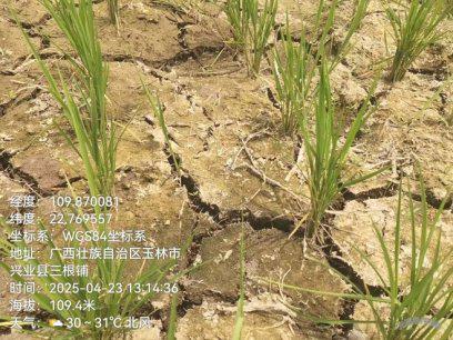 气象月报（2025年05月03日）ky开元棋牌中央气象台：全国农业(图7)